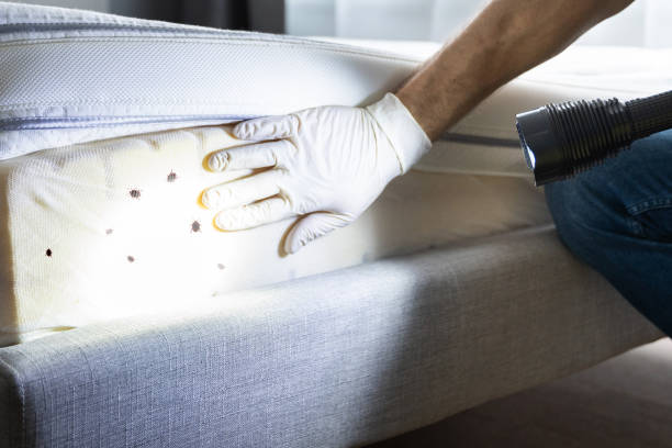 Best Mosquito Control Services  in Kensington, MD