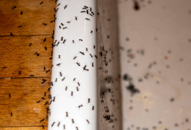 Best Cockroach Control Services  in Kensington, MD